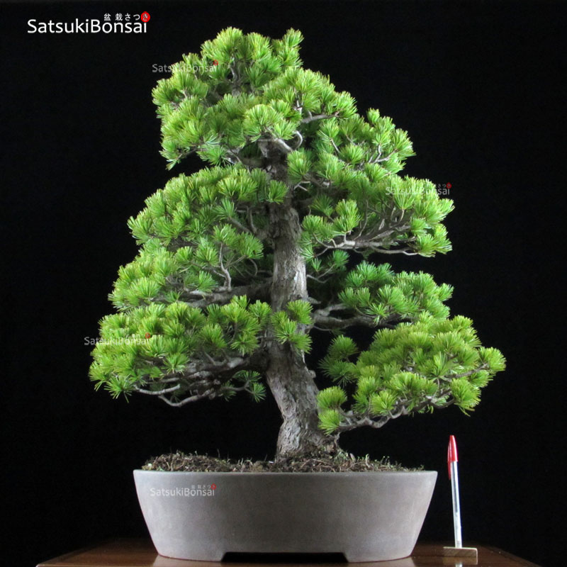 1130_1-Pinus-pentaphilla.jpg Pino Pentaphylla Goyomatsu VENDUTO - immagine 1