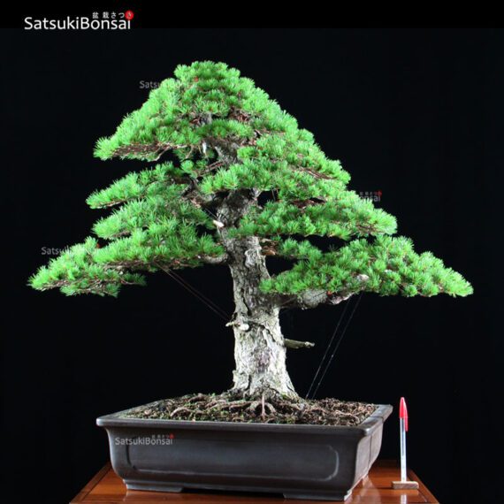 Pino Pentaphylla Goyomatsu Zuisho VENDUTO - immagine 2