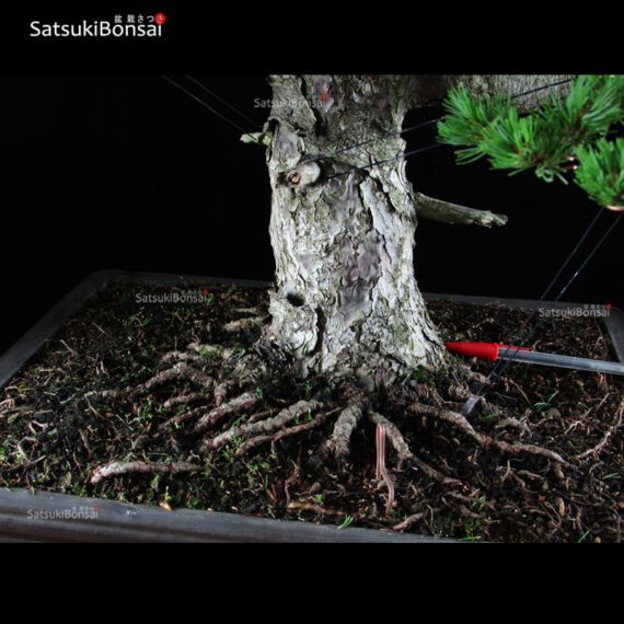 Pino Pentaphylla Goyomatsu Zuisho VENDUTO - immagine 11