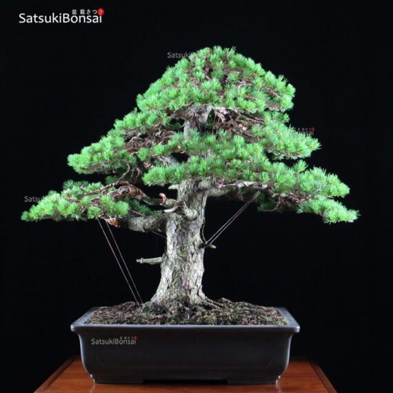 Pino Pentaphylla Goyomatsu Zuisho VENDUTO - immagine 5