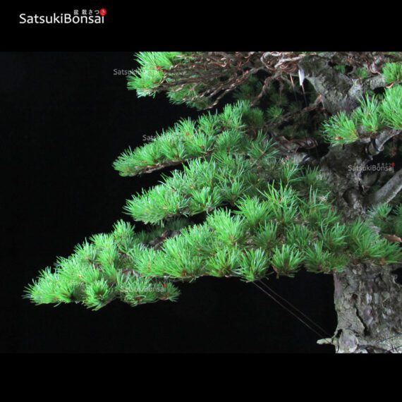 Pino Pentaphylla Goyomatsu Zuisho VENDUTO - immagine 7