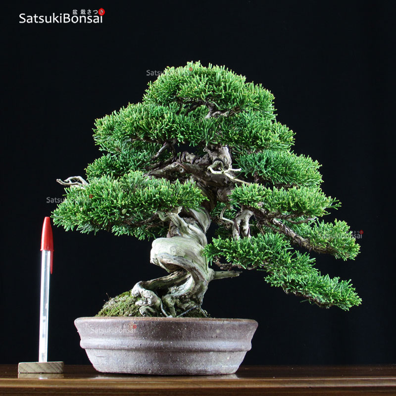 1152_1-Juniperus-chinensis.jpg Juniperus Chinensis shohin VENDUTO - immagine 1