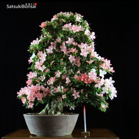 Azalea Satsuki Var. Shin Nikko VENDUTO - immagine 4
