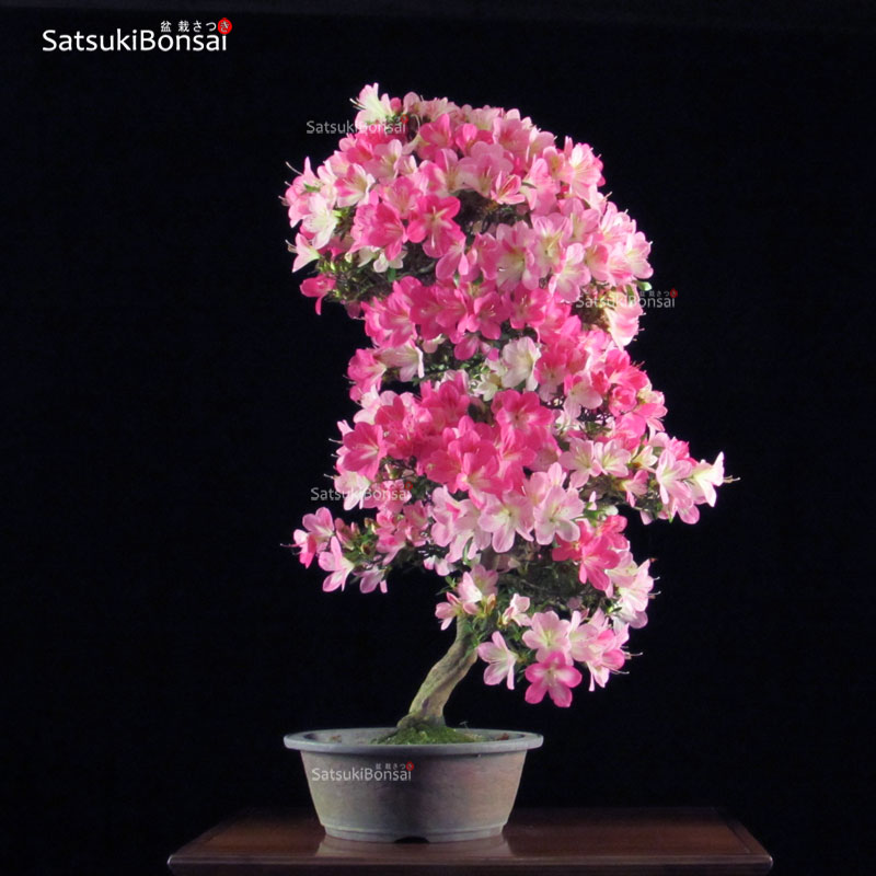 Azalea Satsuki Var. MOMOKA VENDUTO