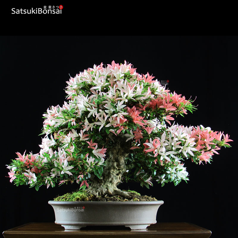1168_12-Satsuki-Saiko-1 Azalea Satsuki Var. SAIKO VENDUTO - immagine 1