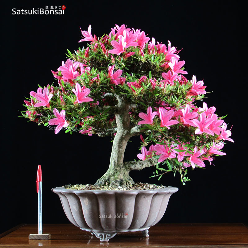 1172_6-Satsuki-Korin Azalea Satsuki Var. KORIN VENDUTO - immagine 1