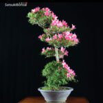 Azalea Satsuki Var. KORIN VENDUTO - immagine 9