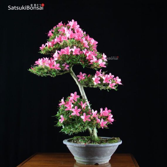 Azalea Satsuki Var. KORIN VENDUTO - immagine 8