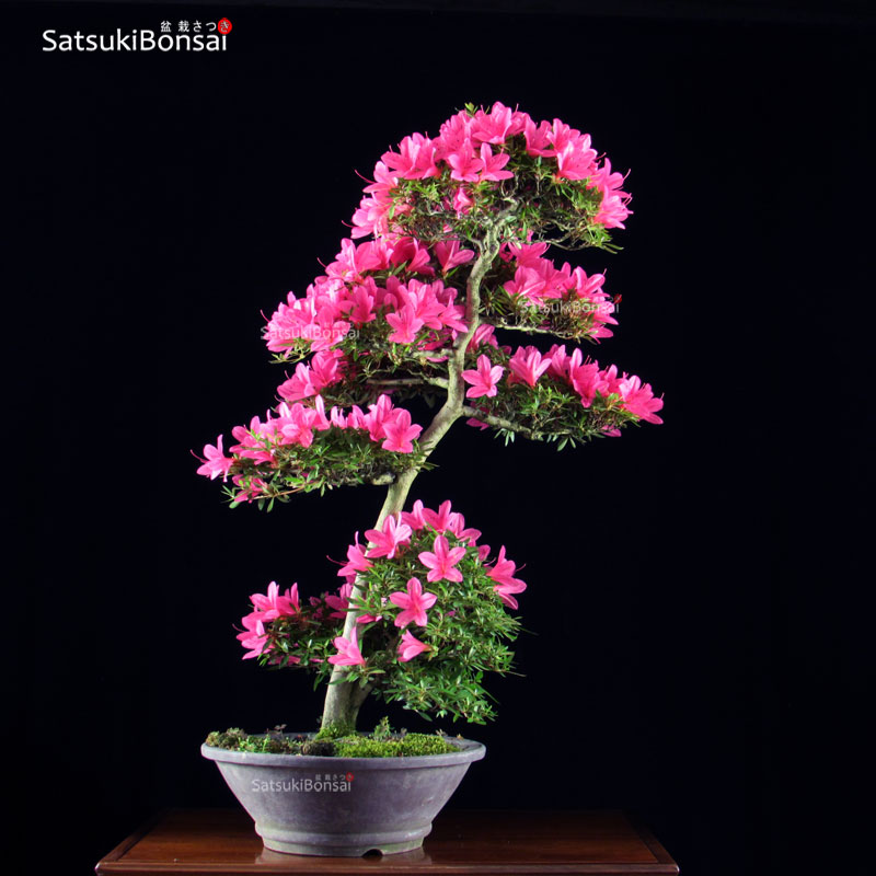 1174_9-Satsuki-Korin Azalea Satsuki Var. KORIN VENDUTO - immagine 1