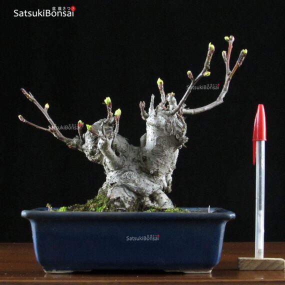 Malus Cerasifera VENDUTO - immagine 7