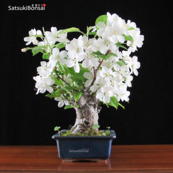 Malus Cerasifera VENDUTO - immagine 4