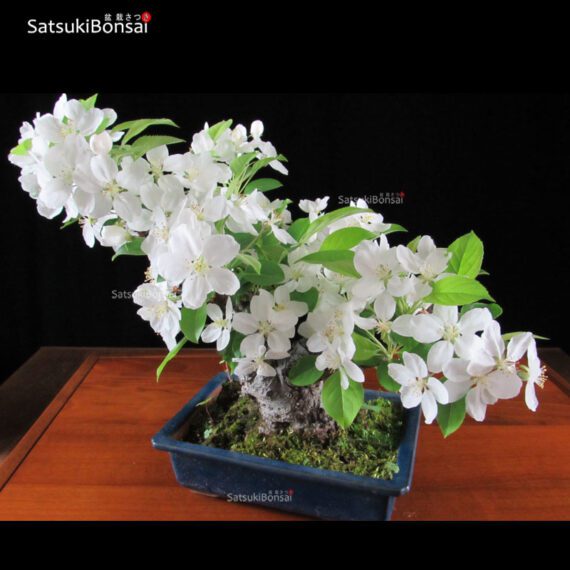 Malus Cerasifera VENDUTO - immagine 5
