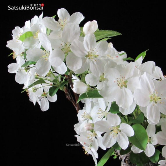 Malus Cerasifera VENDUTO - immagine 6