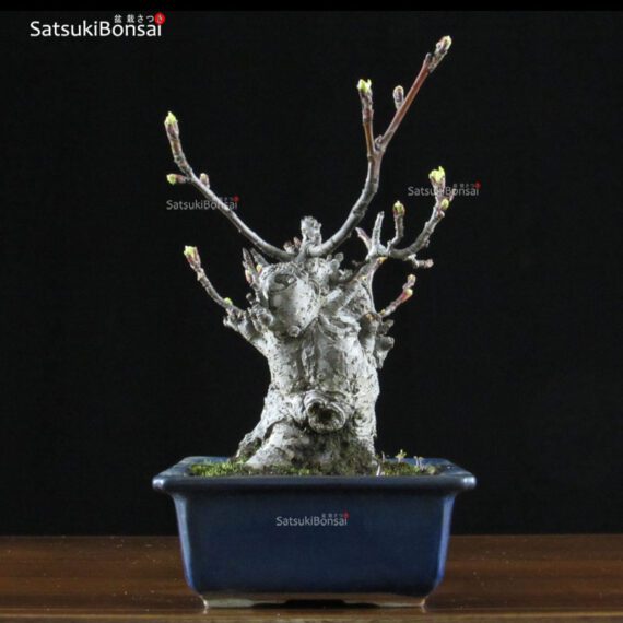 Malus Cerasifera VENDUTO - immagine 8