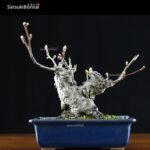 Malus Cerasifera VENDUTO - immagine 9