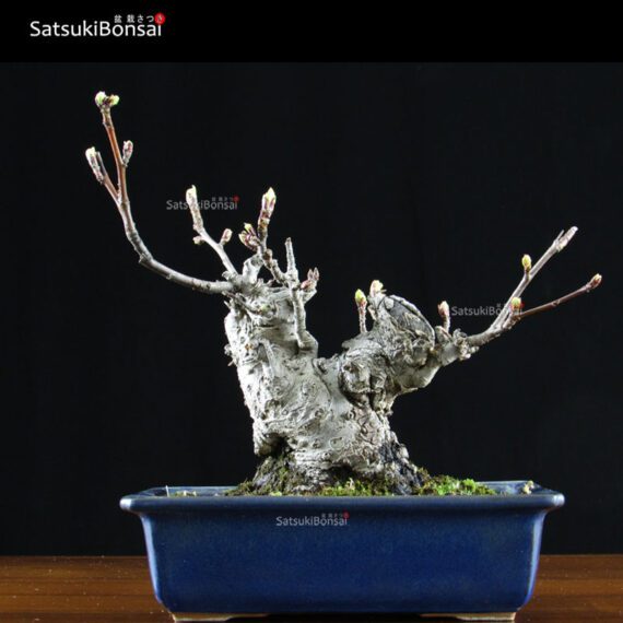 Malus Cerasifera VENDUTO - immagine 9