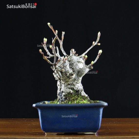 Malus Cerasifera VENDUTO - immagine 10