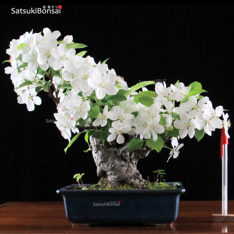 1252_9-Malus Malus Cerasifera VENDUTO - immagine 1