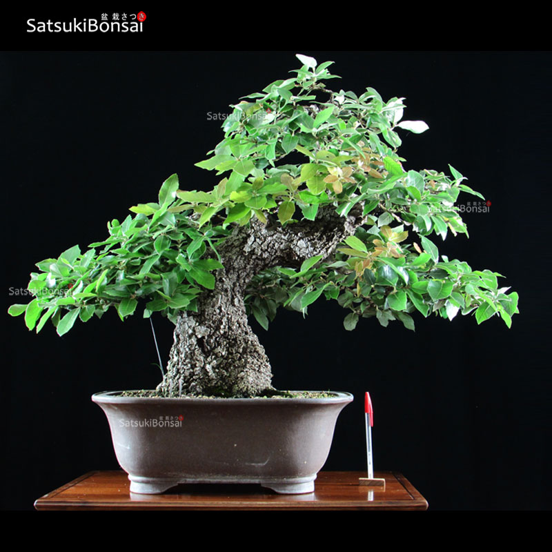 P-014-9-Quercus-Ilex Quercus Ilex - Leccio VENDUTO - immagine 1