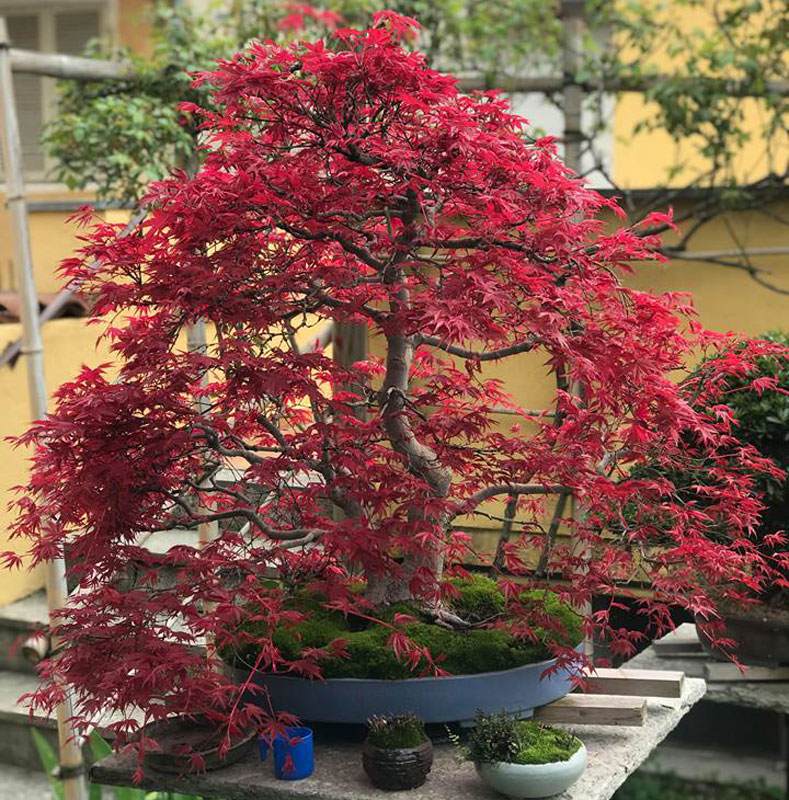 1311_7-Acer-Deshojo Acero palmato var. Deshojo VENDUTO - immagine 1