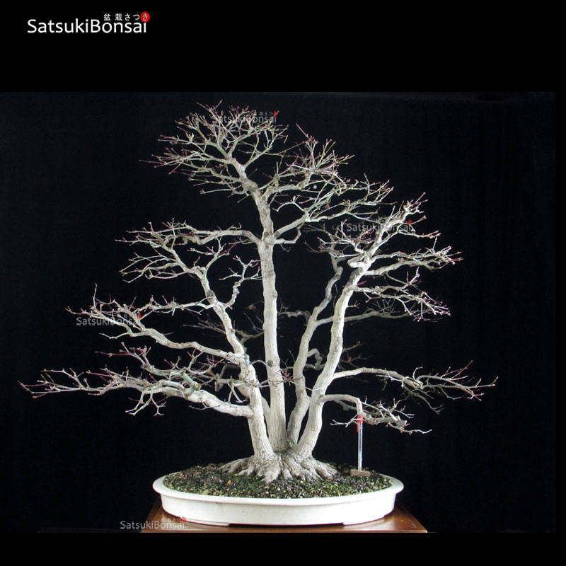 1312_1--Acer-deshojo Acero palmato var. Deshojo ceppaia VENDUTO - immagine 1