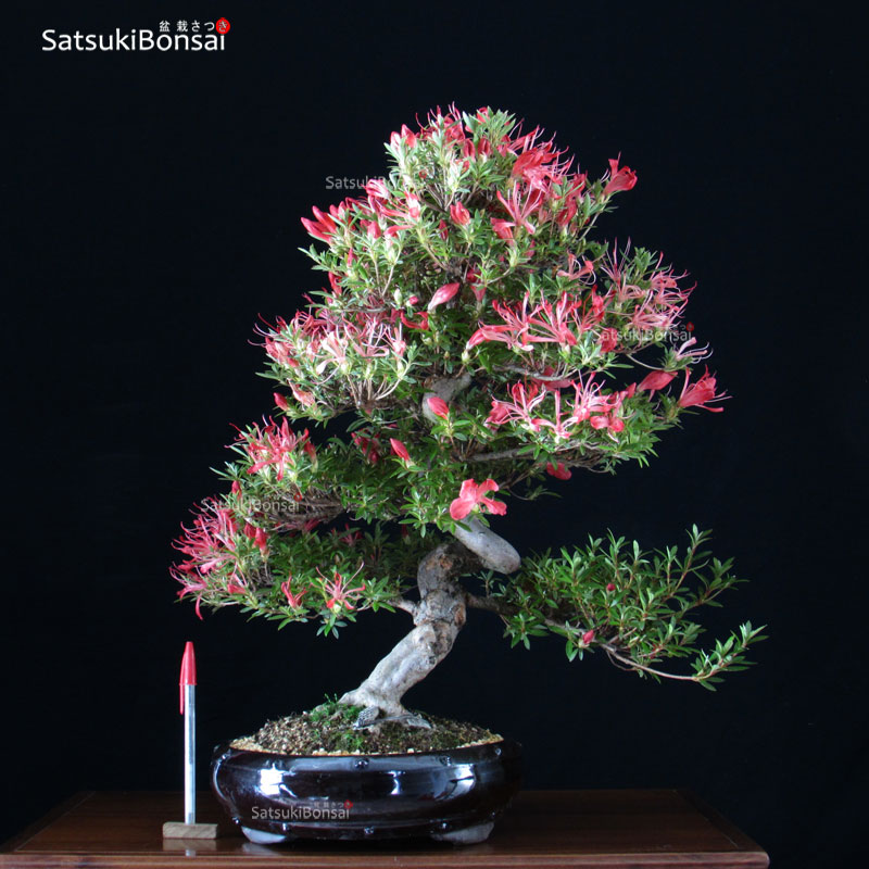 1338_6-Satsuki-Kinsai Azalea Satsuki Togenkyo VENDUTO - immagine 1