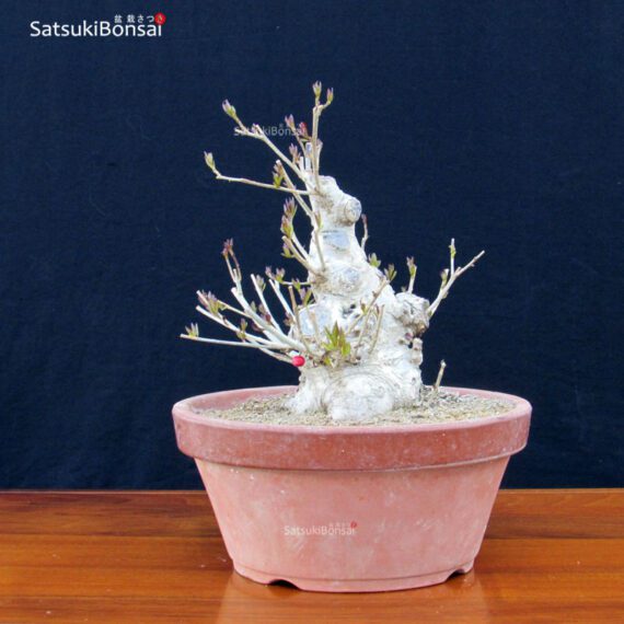 Ilex serrata femmina VENDUTO - immagine 4