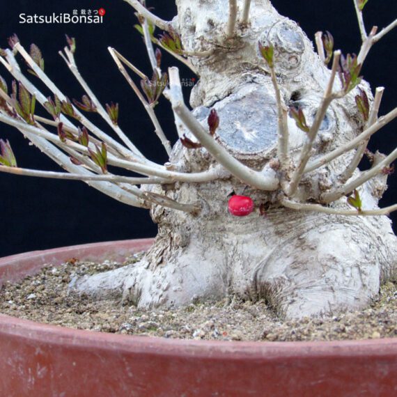 Ilex serrata femmina VENDUTO - immagine 5