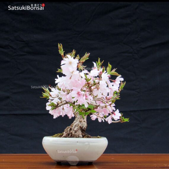 Fuji Sakura Ciliegio da fiore VENDUTO - immagine 4