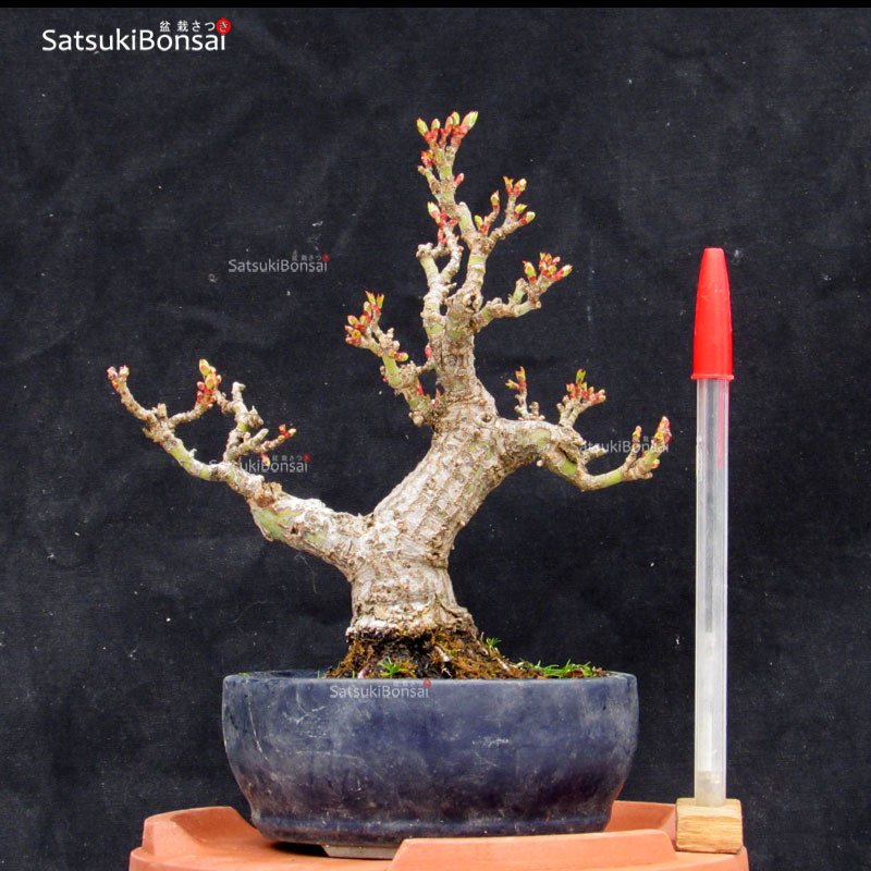 1438_1-Acer-shishigashira Acero Palmato Shishigashira VENDUTO - immagine 1