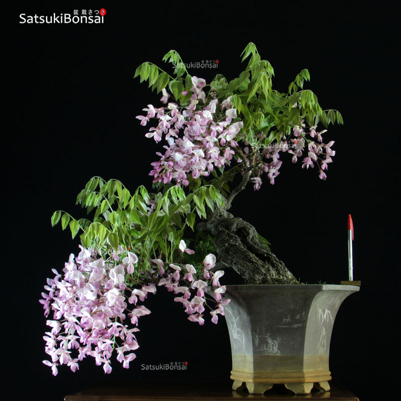 1359_10-Glicine Glicine - Wisteria sinensis rosa VENDUTO - immagine 1