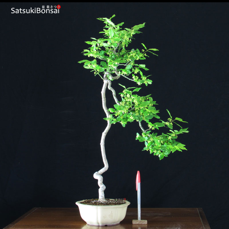 1363_1-Evonimus Euonymus sieboldianum VENDUTO - immagine 1