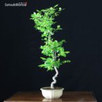 Euonymus sieboldianum VENDUTO - immagine 2