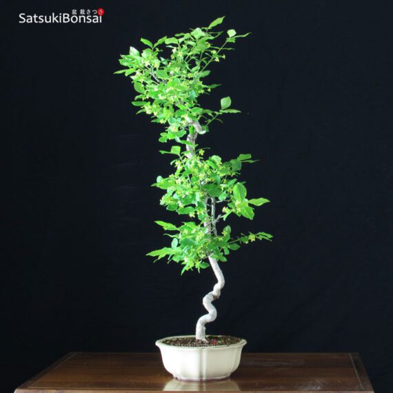 Euonymus sieboldianum VENDUTO - immagine 2