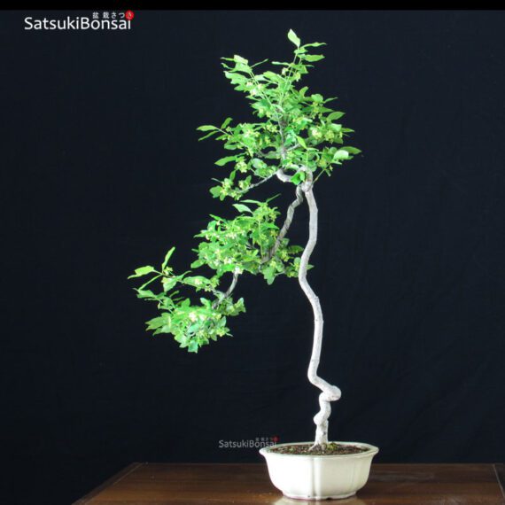 Euonymus sieboldianum VENDUTO - immagine 3