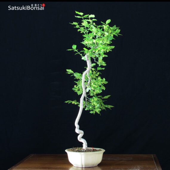 Euonymus sieboldianum VENDUTO - immagine 4