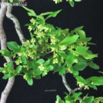 Euonymus sieboldianum VENDUTO - immagine 5
