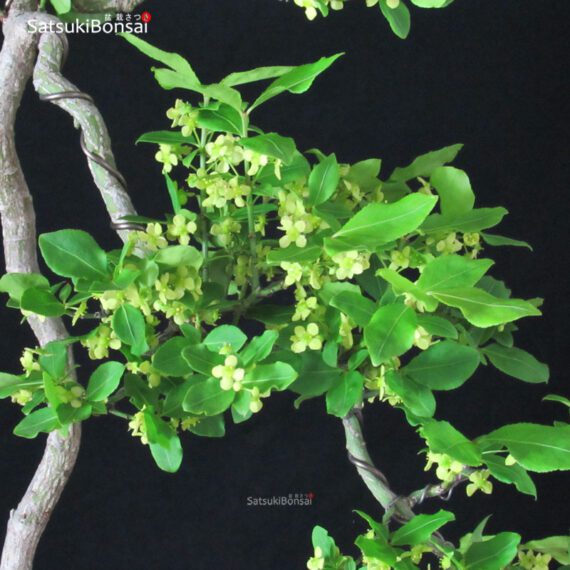 Euonymus sieboldianum VENDUTO - immagine 5