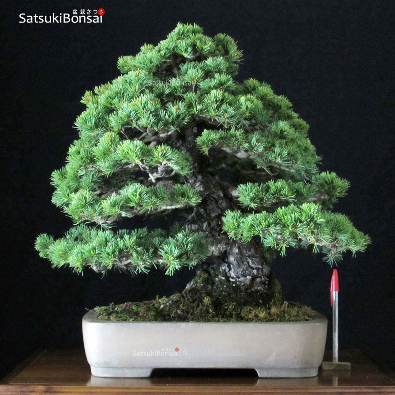 1467_1-Pinus-Pentaphylla-kokonoe Pinus Pentaphylla var. Kokonoe VENDUTO - immagine 1