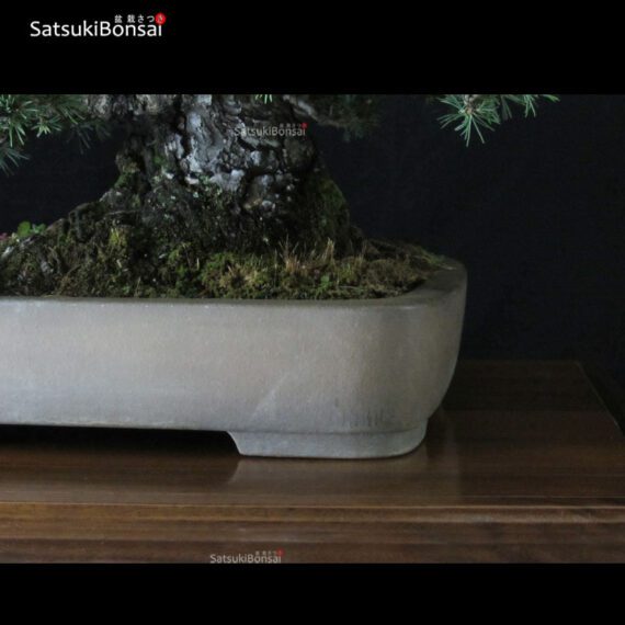 Pinus Pentaphylla var. Kokonoe VENDUTO - immagine 5