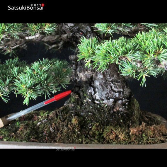 Pinus Pentaphylla var. Kokonoe VENDUTO - immagine 6