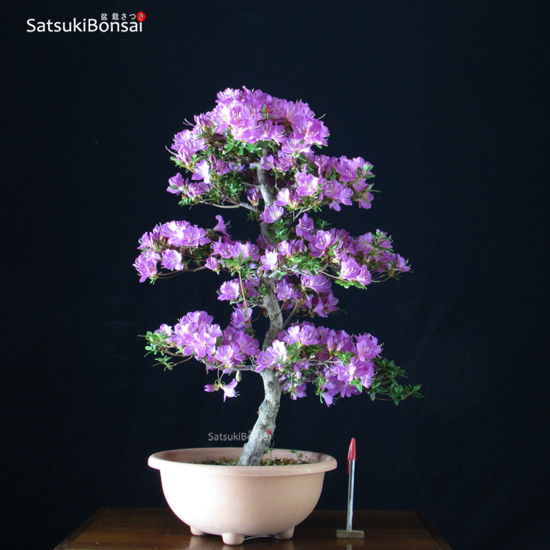 1530_1-Satsuki-Myamamangetsu Azalea Satsuki Var. Myamamangetsu VENDUTO - immagine 1
