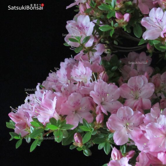 Azalea Satsuki KAKUO - immagine 2
