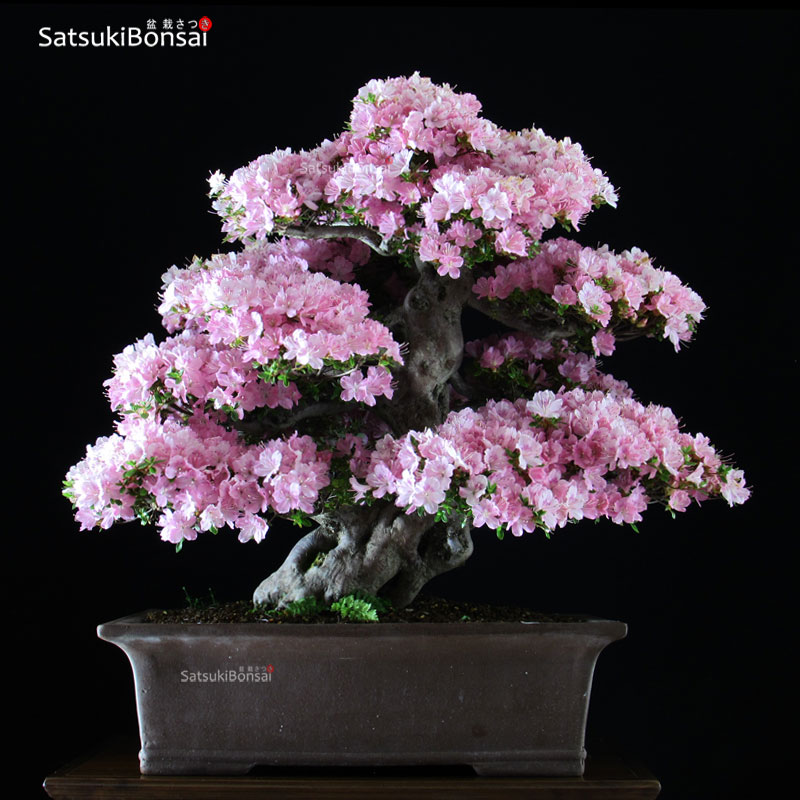 1555_7-Satsuki-Kakuo Azalea Satsuki Kakuo VENDUTO - immagine 1