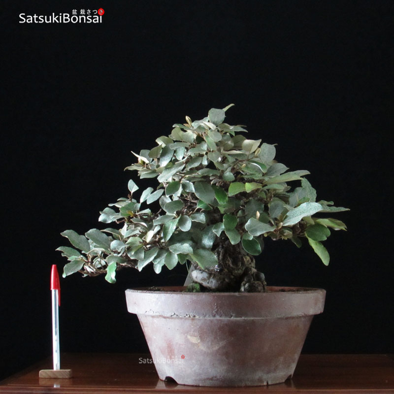 1355_1-Eleagnus Eleagnus - Gumi VENDUTO - immagine 1