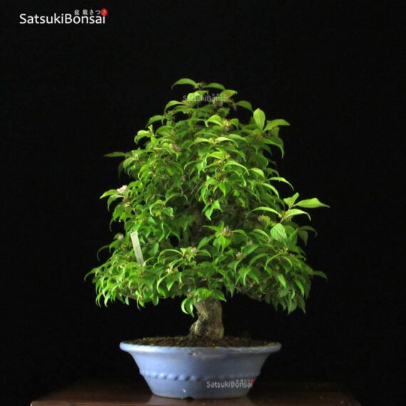 Callicarpa Japonica VENDUTO - immagine 10