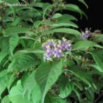 Callicarpa Japonica - immagine 3
