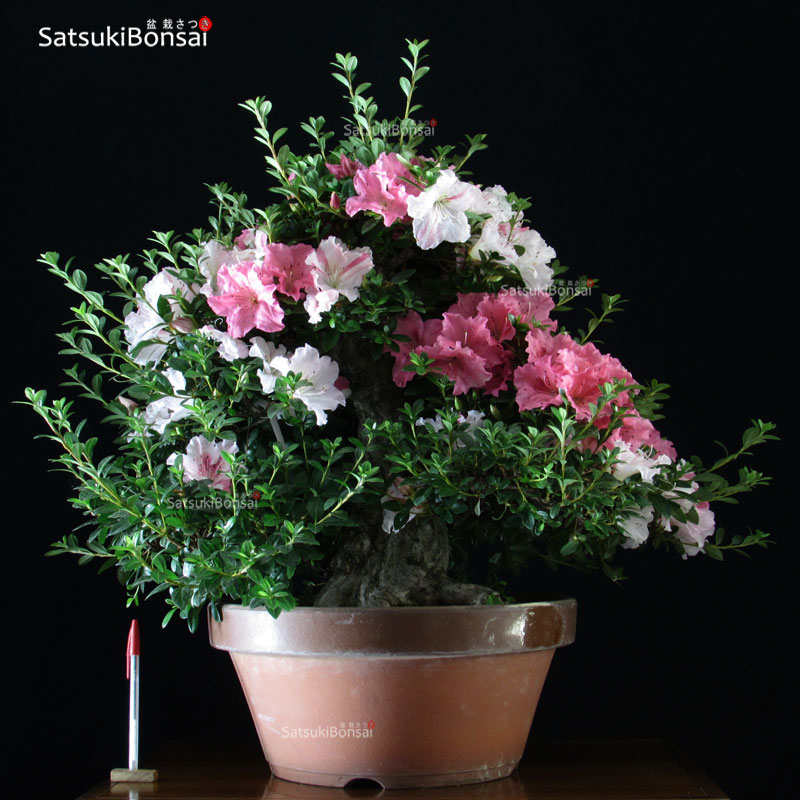 1487_1-Satsuki-Eikan Azalea Satsuki EIKAN VENDUTO - immagine 1