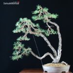 Pino Silvestre - Pinus Sylvestris VENDUTO