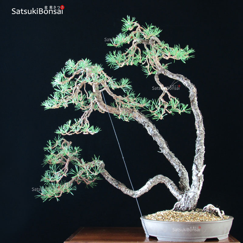 1638_6-Pinus-Sylvestris Pino Silvestre - Pinus Sylvestris VENDUTO - immagine 1